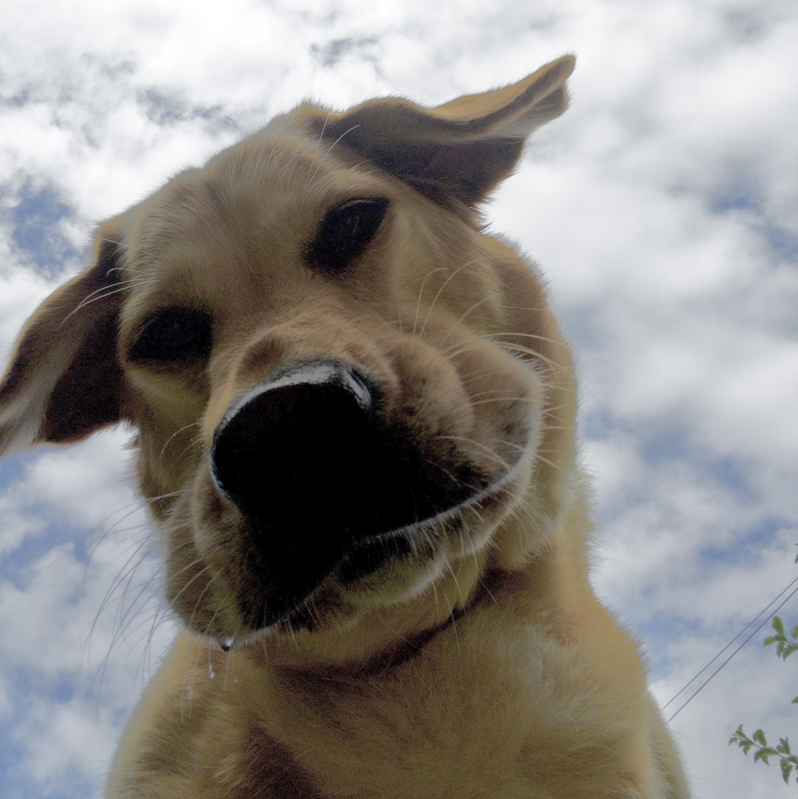 Dog